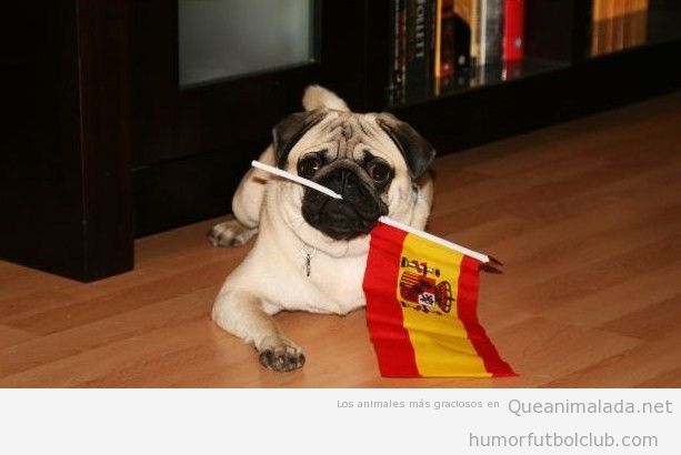 Perro carlino con una bandera de España en la boca