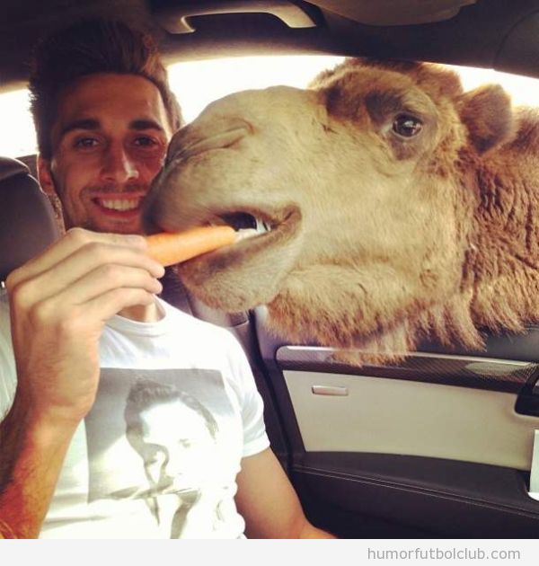 Foto graciosa de Arbeola dando de comer a un camello en el safari park de Madrid