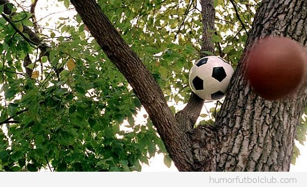 Balón de fútbol colgado en el árbol